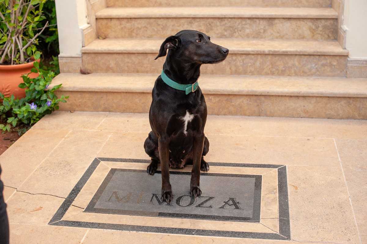 A dog relaxing at Mimoza — a pet-friendly family-run guesthouse
